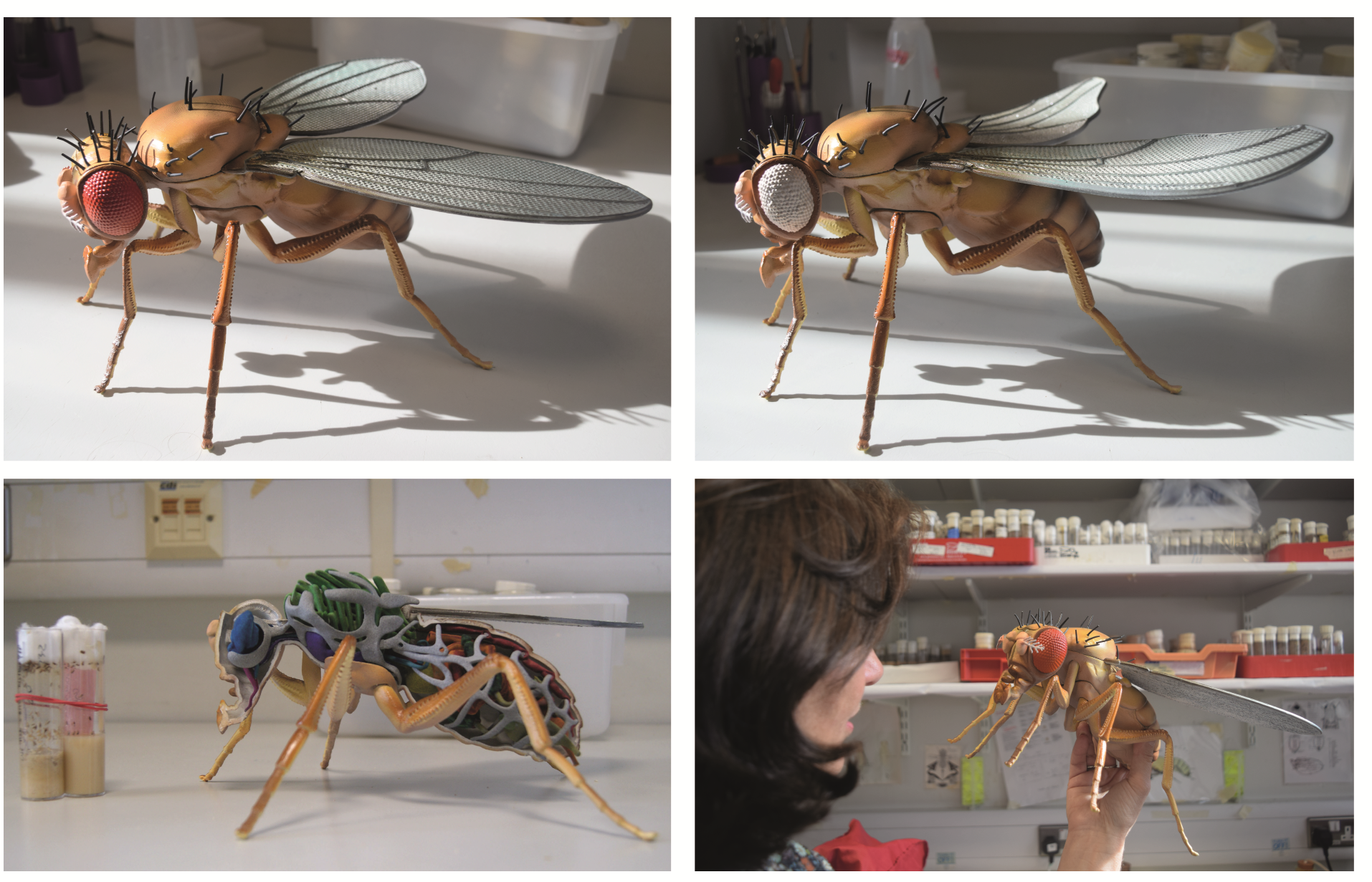 The 3D Printed Fruit fly - physical copies and STL files for printing